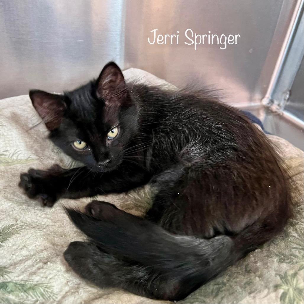 Enlarge Jerri, a Adoptable mixed breed in Madisonville, TN image 1/4