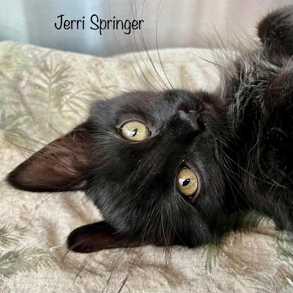 Enlarge Jerri, a Adoptable mixed breed in Madisonville, TN image 3/4