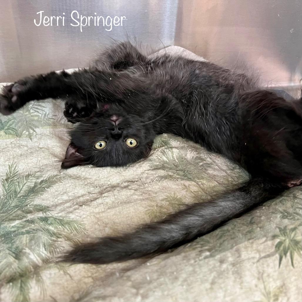 Enlarge Jerri, a Adoptable mixed breed in Madisonville, TN image 4/4