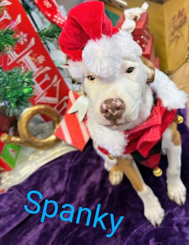 Spanky  2