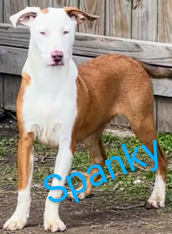 Spanky 