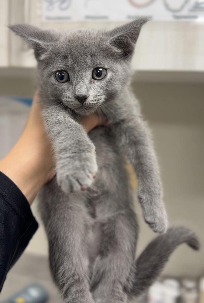 Sardine, Adoptable, Kitten Female Domestic Short Hair.