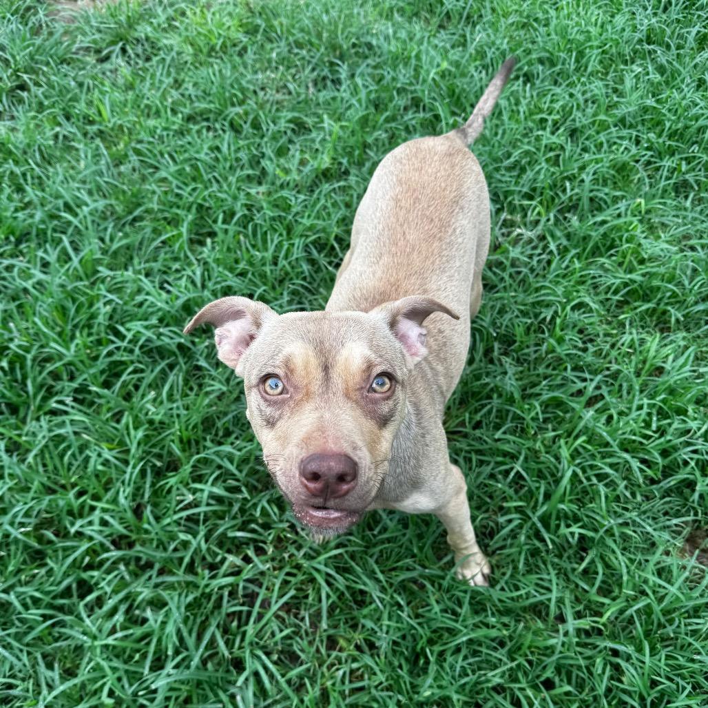 Shelly, Adoptable, Young Female Terrier & Mixed Breed.