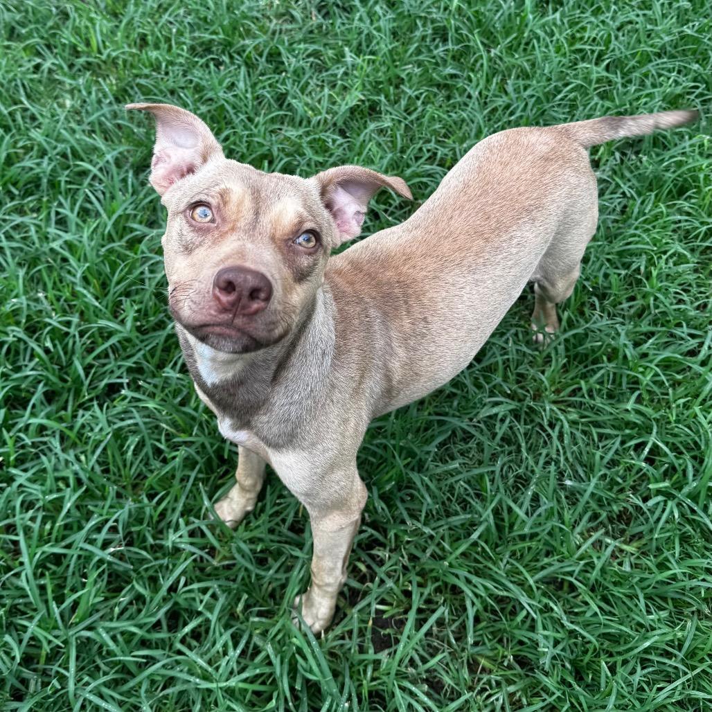 Enlarge Shelly, a Adoptable mixed breed in Brownsboro, AL image 2/6