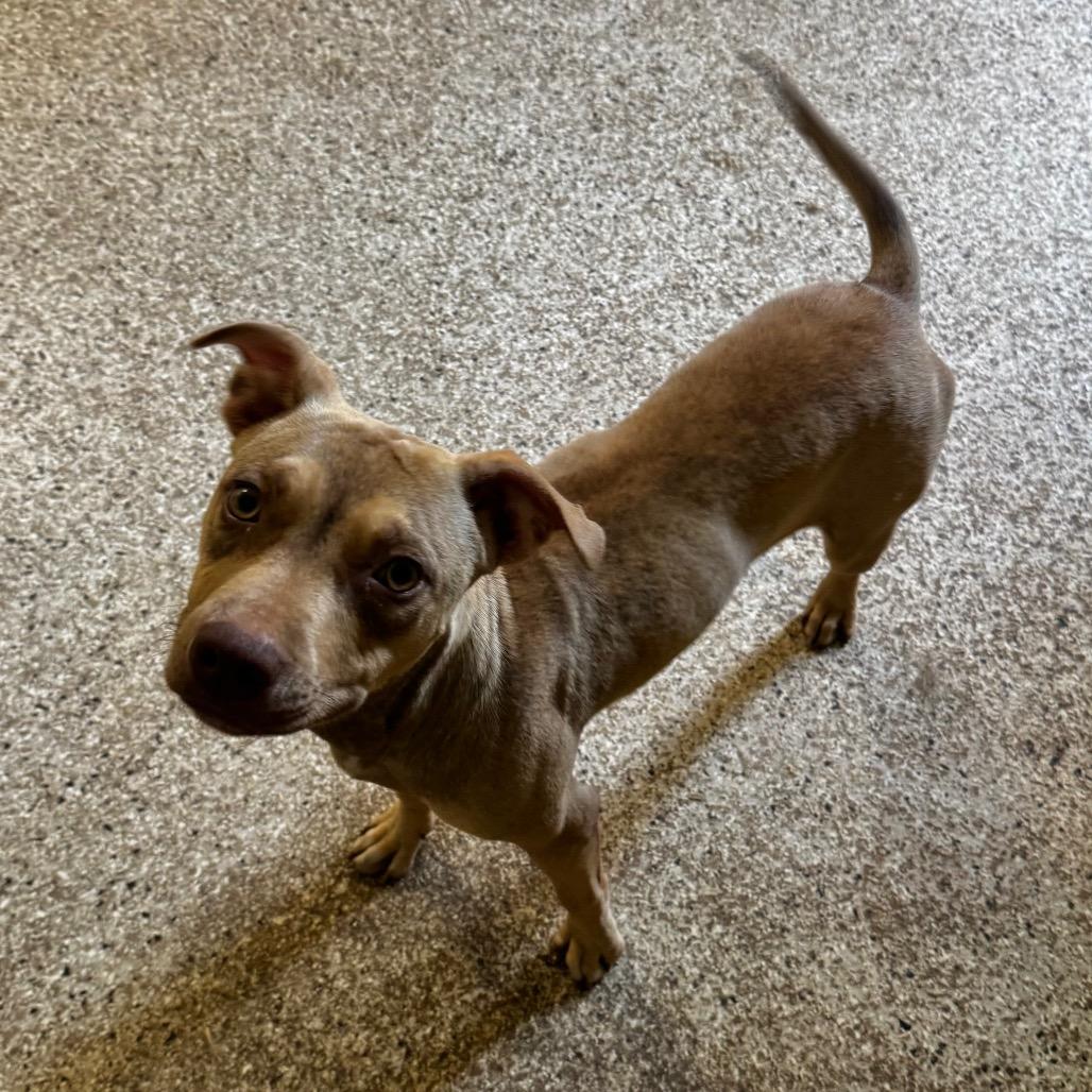 Enlarge Shelly, a Adoptable mixed breed in Brownsboro, AL image 3/6