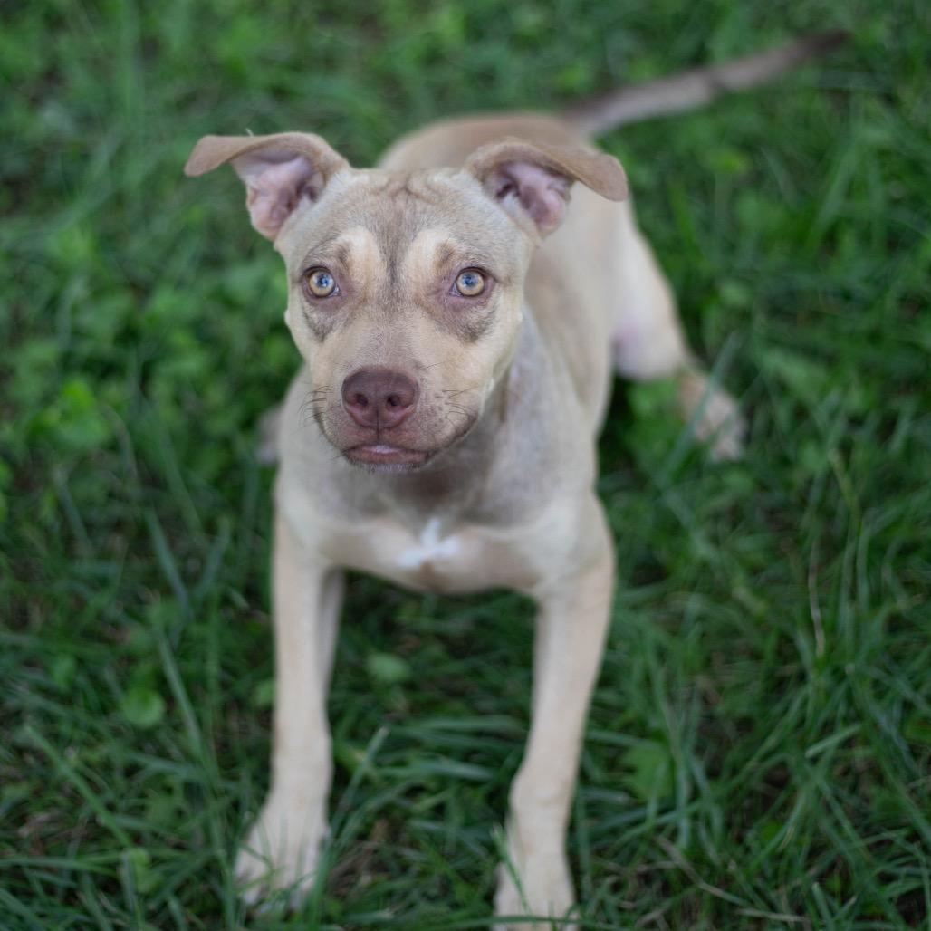 Enlarge Shelly, a Adoptable mixed breed in Brownsboro, AL image 4/6