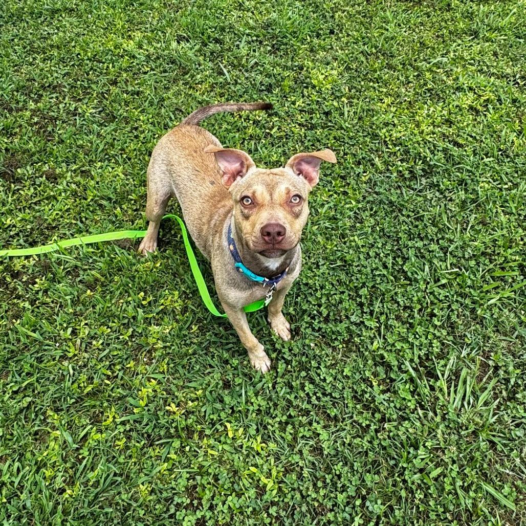 Enlarge Shelly, a Adoptable mixed breed in Brownsboro, AL image 5/6