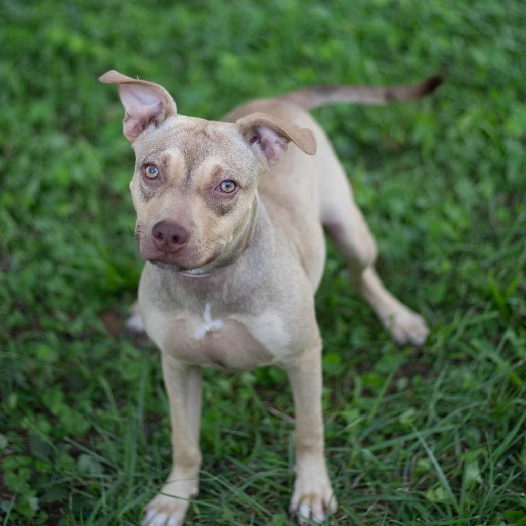 Enlarge Shelly, a Adoptable mixed breed in Brownsboro, AL image 6/6