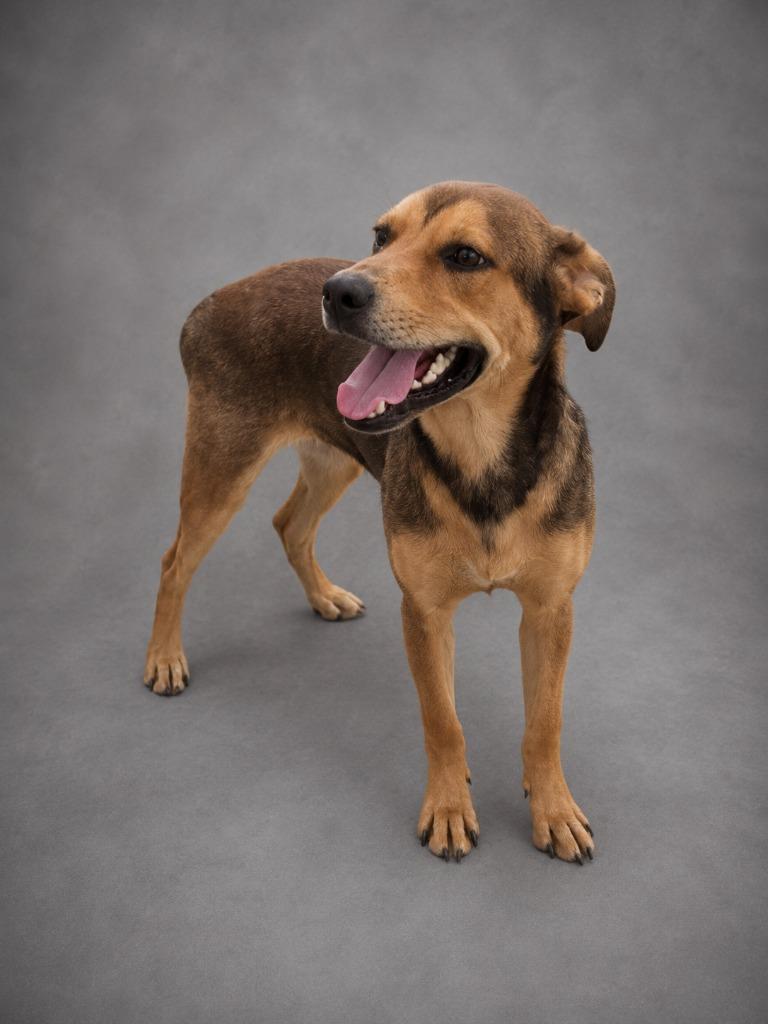 Juan, Adoptable, Young Male Shepherd & Mixed Breed.