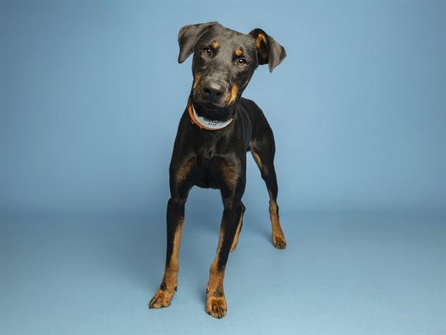 ROCKET, Adoptable, Adult Male Doberman Pinscher.