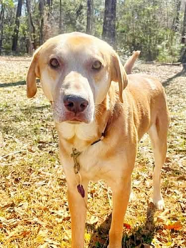 Buddy Roe, a ADOPTABLE mixed breed in Killingworth, CT image 1/5