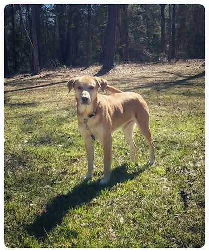 Buddy Roe, a ADOPTABLE mixed breed in Killingworth, CT image 5/5