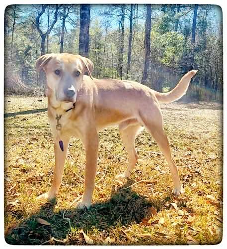 Buddy Roe, a ADOPTABLE mixed breed in Killingworth, CT image 4/5
