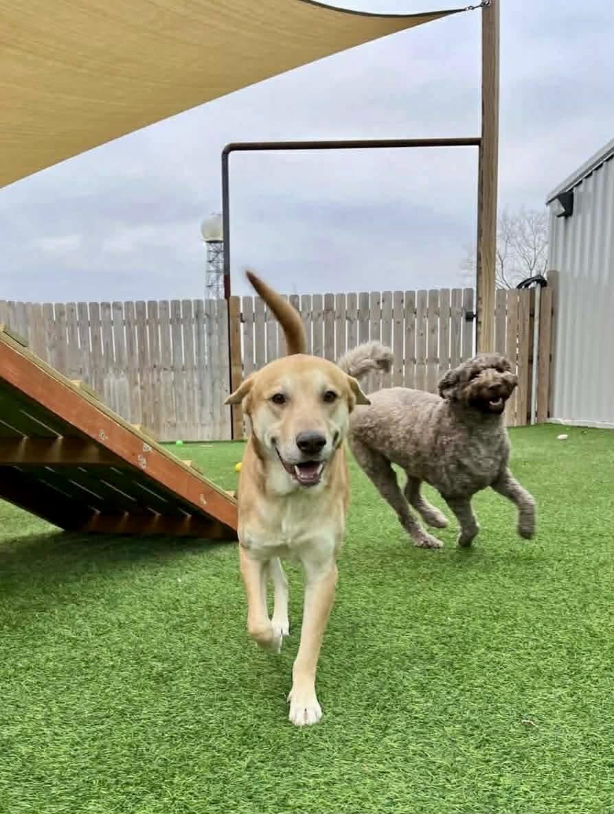 Buddy Roe — thumbnail 4