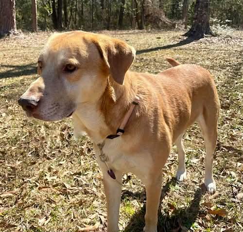 Buddy Roe, a ADOPTABLE mixed breed in Killingworth, CT image 3/5