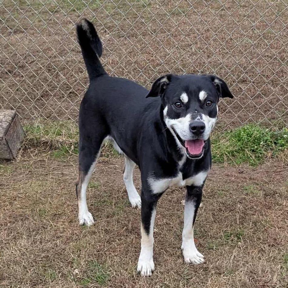 Cooper (ADOPTION FEE SPONSORED), Adoptable, Adult Male Mixed Breed.