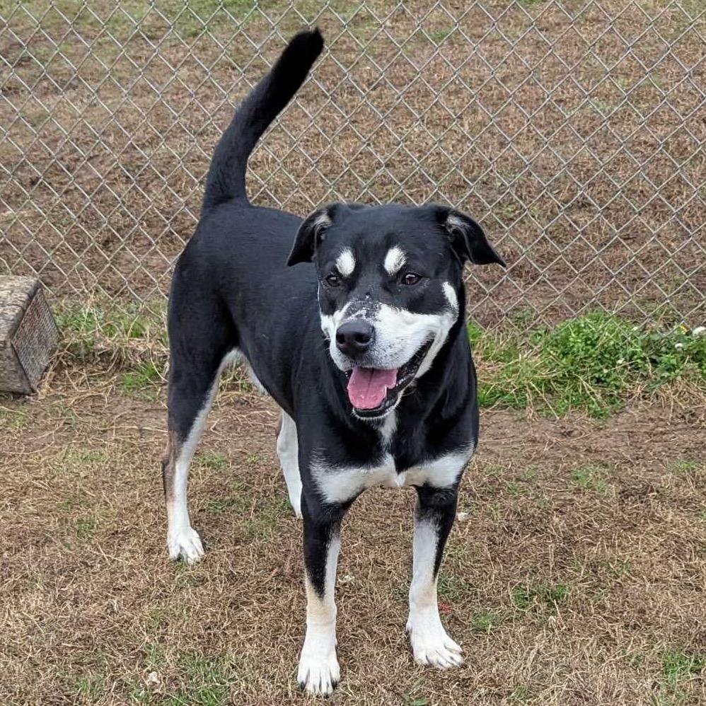 Enlarge Cooper (ADOPTION FEE SPONSORED), a Adoptable Mixed Breed in Columbiana, AL image 2/6