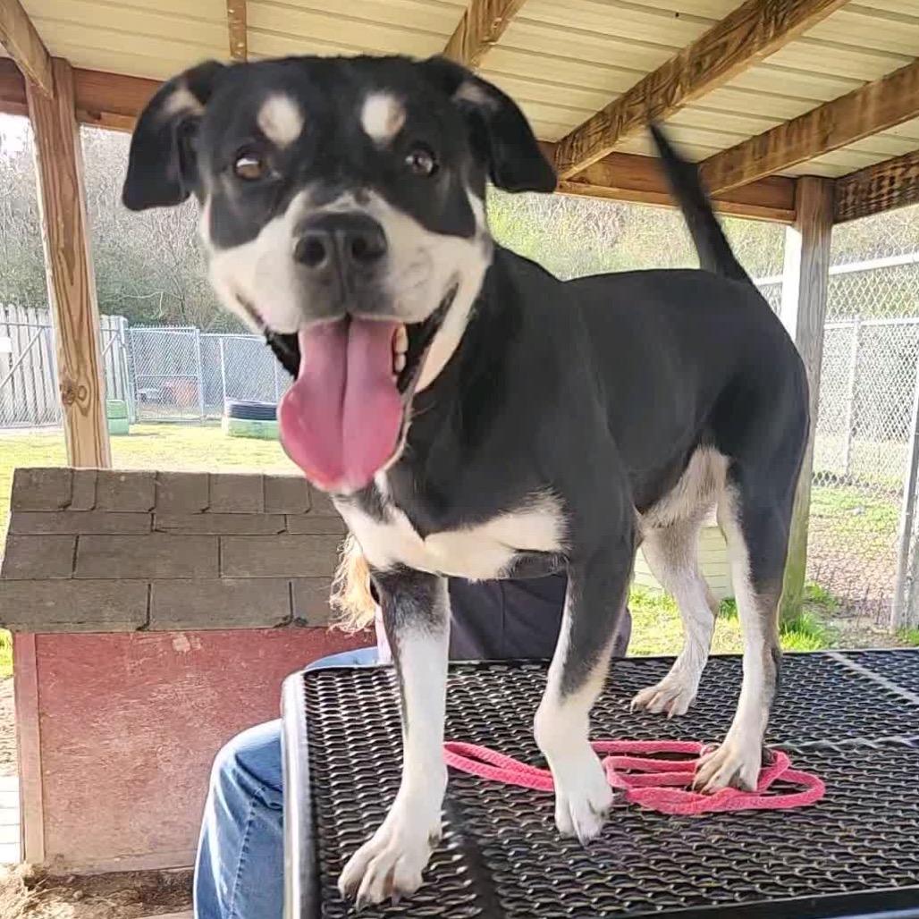 Enlarge Cooper (ADOPTION FEE SPONSORED), a Adoptable Mixed Breed in Columbiana, AL image 3/6