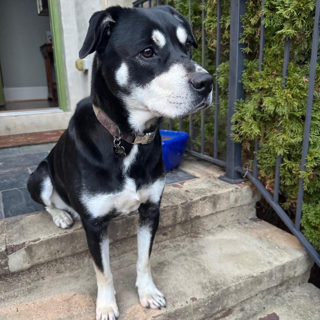 Enlarge Cooper (ADOPTION FEE SPONSORED) *AVAILABLE IN FOSTER*, a Adoptable Mixed Breed in Columbiana, AL image 3/6