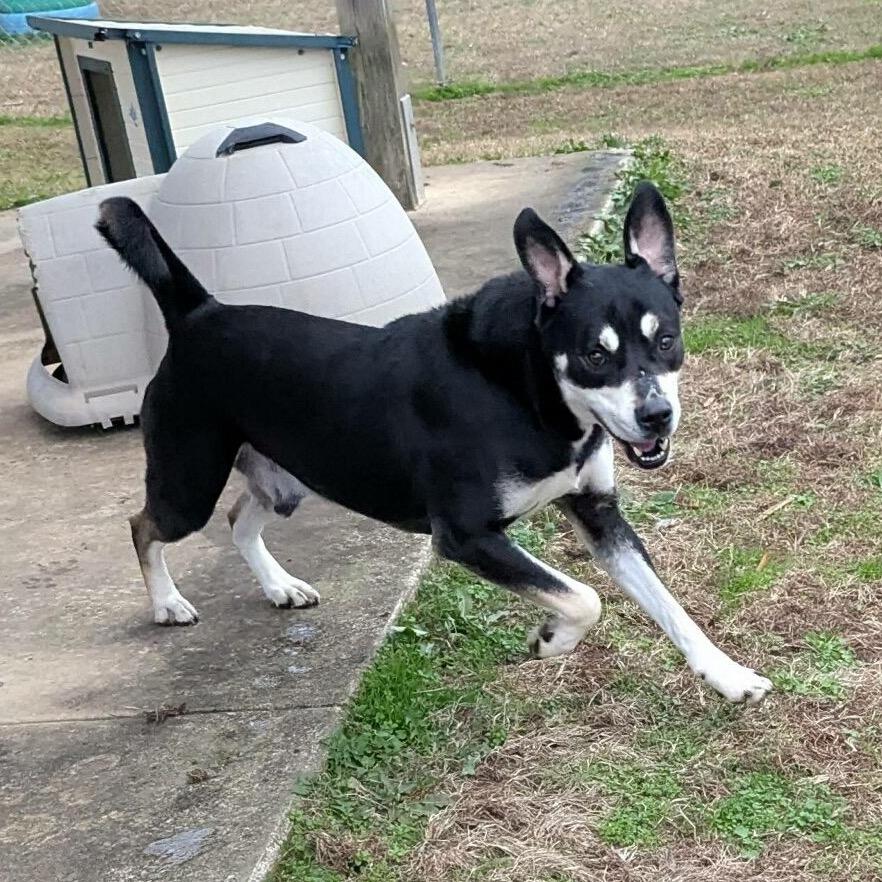 Enlarge Cooper (ADOPTION FEE SPONSORED), a Adoptable Mixed Breed in Columbiana, AL image 4/6