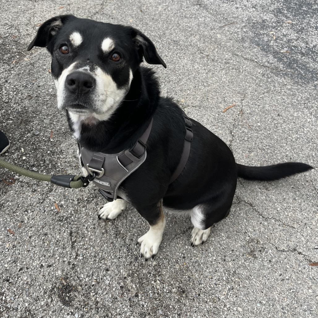 Enlarge Cooper (ADOPTION FEE SPONSORED), a Adoptable Mixed Breed in Columbiana, AL image 6/6