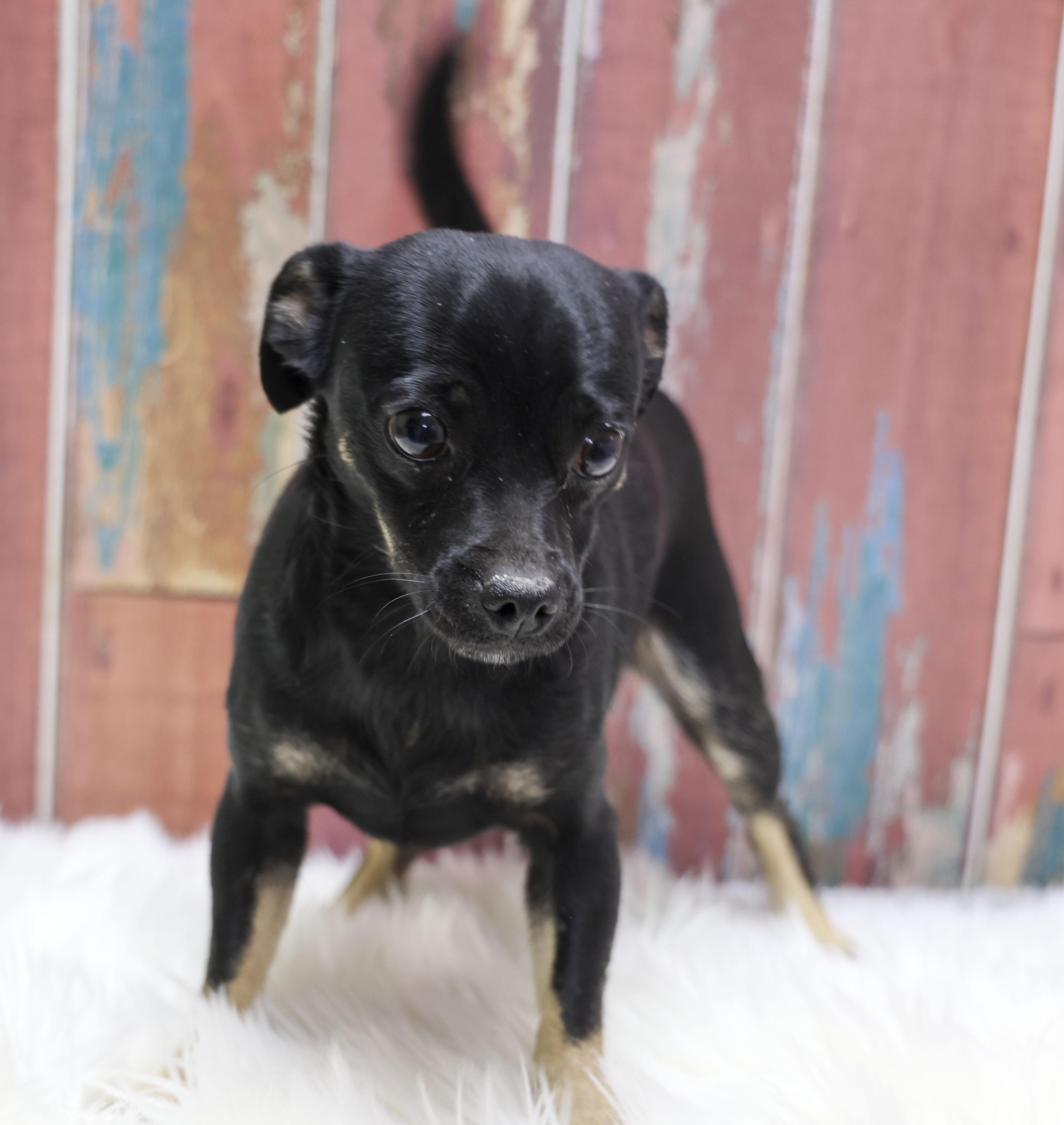 Enlarge The Chi-Pug Litter -- Isabelle, an adopted mixed breed in Casa Grande, AZ image 3/4