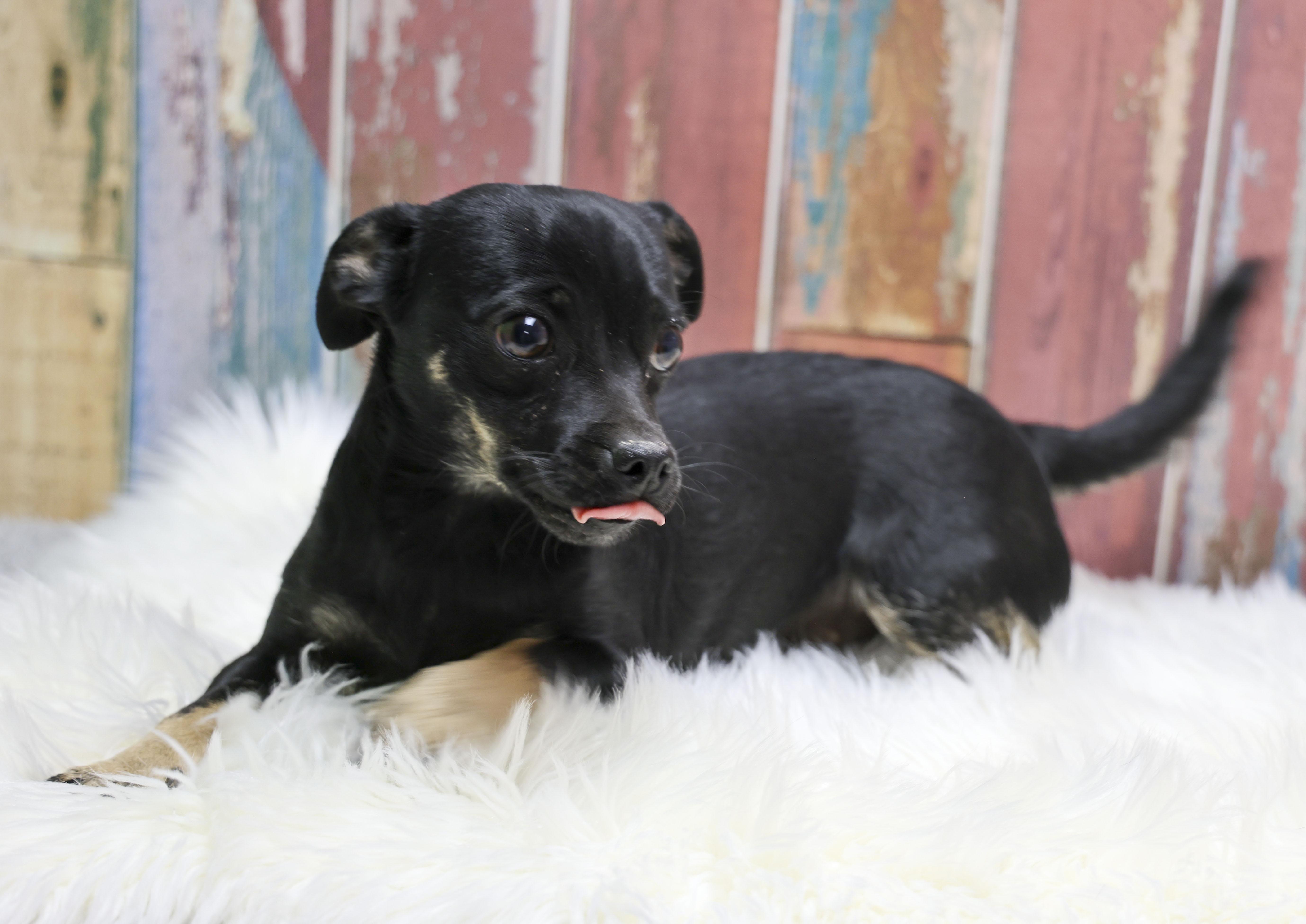 Enlarge The Chi-Pug Litter -- Isabelle, an adopted mixed breed in Casa Grande, AZ image 4/4
