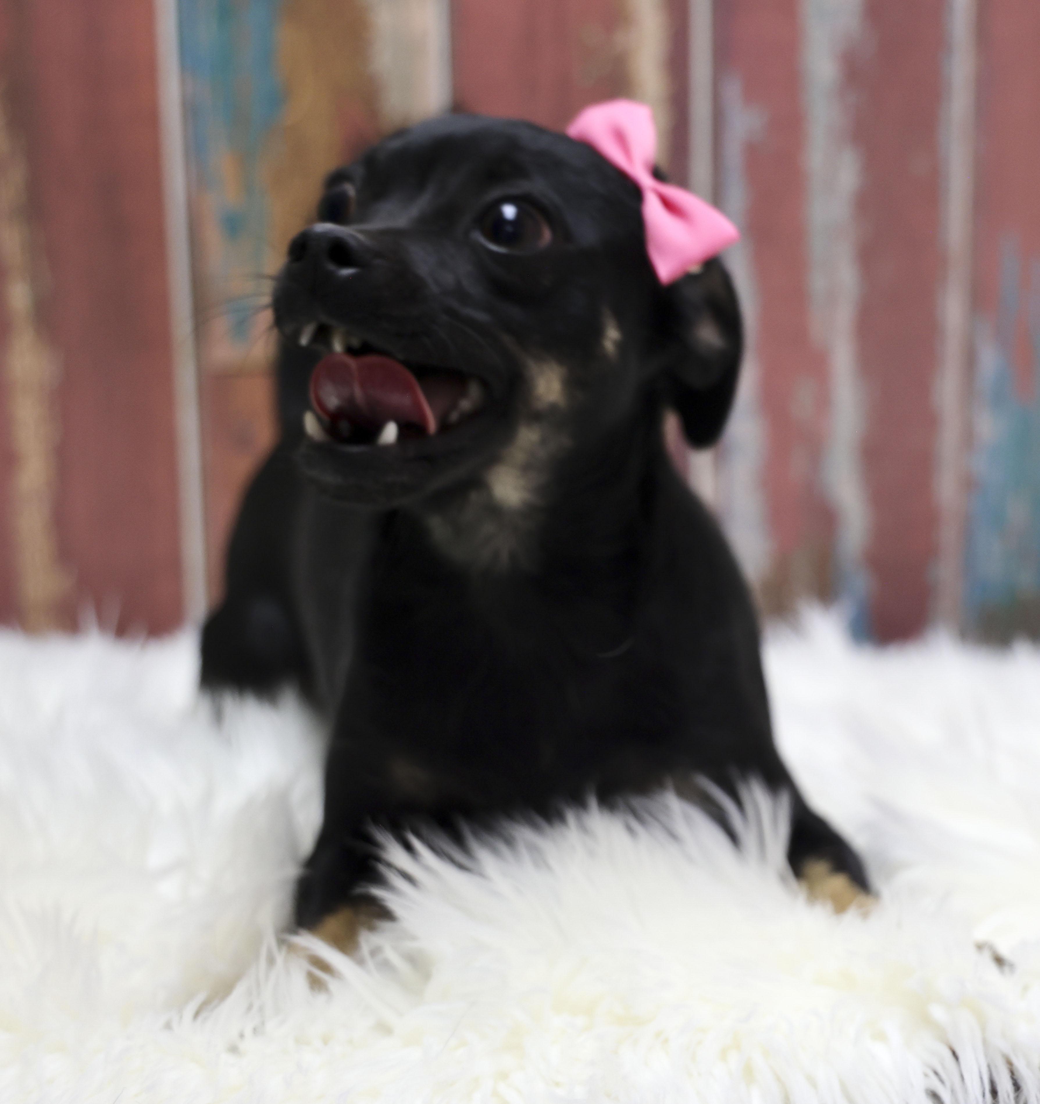 Enlarge The Chi-Pug Litter -- Isabelle, an adopted mixed breed in Casa Grande, AZ image 2/4