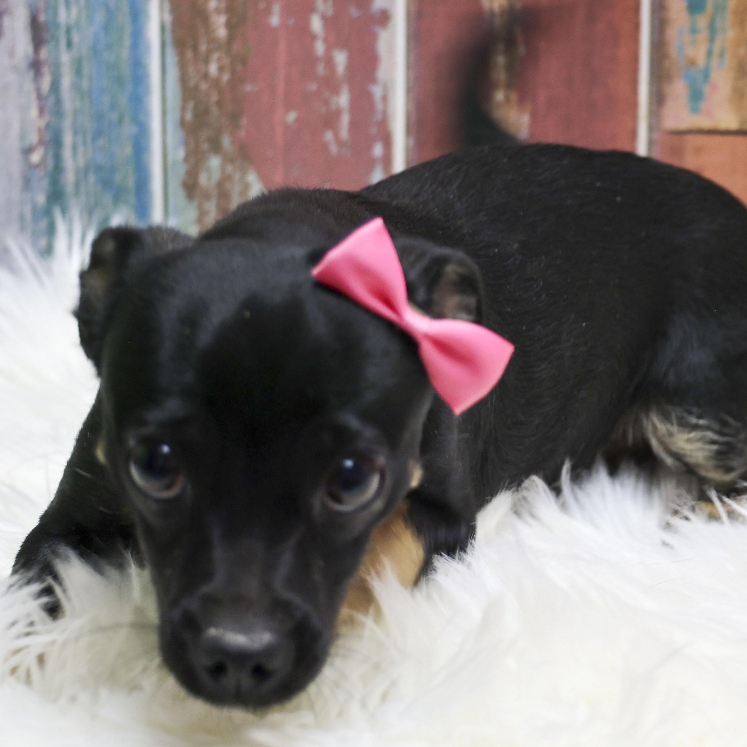The Chi-Pug Litter -- Isabelle, adopted, Young Female Chihuahua & Pug.