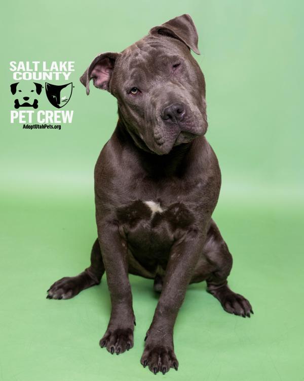 Rusty, Adoptable, Young Male Pit Bull Terrier.