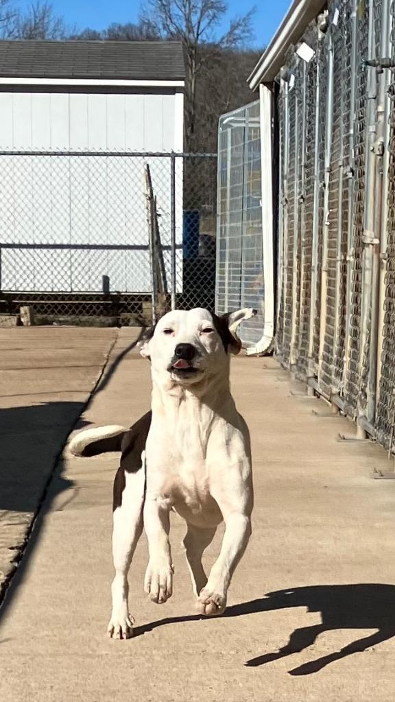 Theo, Adoptable, Young Male Mixed Breed.