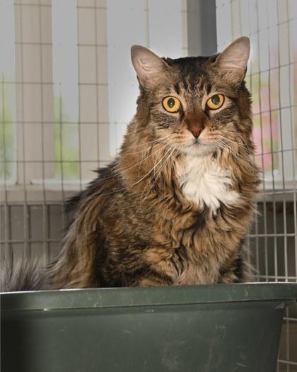 Phoebe, Adoptable, Adult Female Domestic Long Hair & Domestic Short Hair.