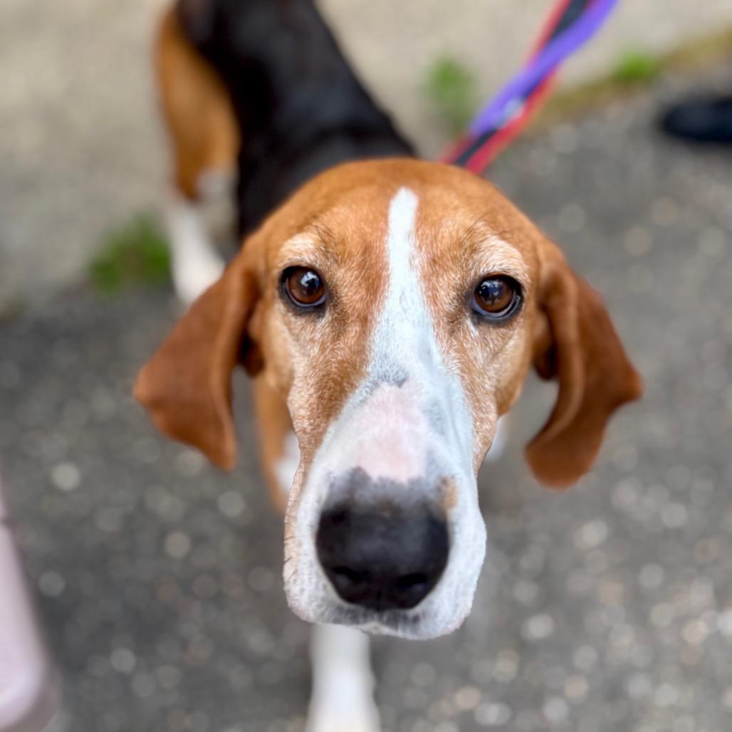 Georgia, Adoptable, Senior Female Mixed Breed.