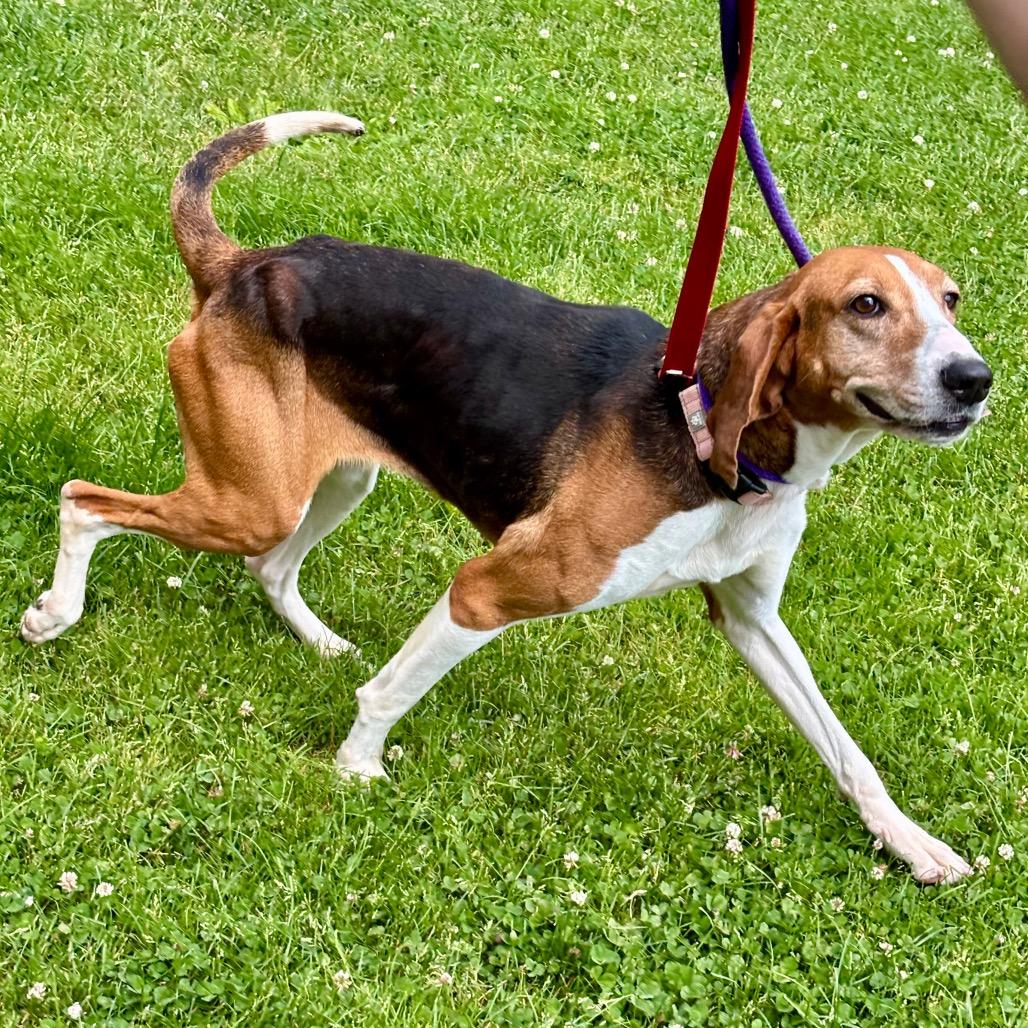 Enlarge Georgia, a Adoptable Mixed Breed in New York, NY image 2/6