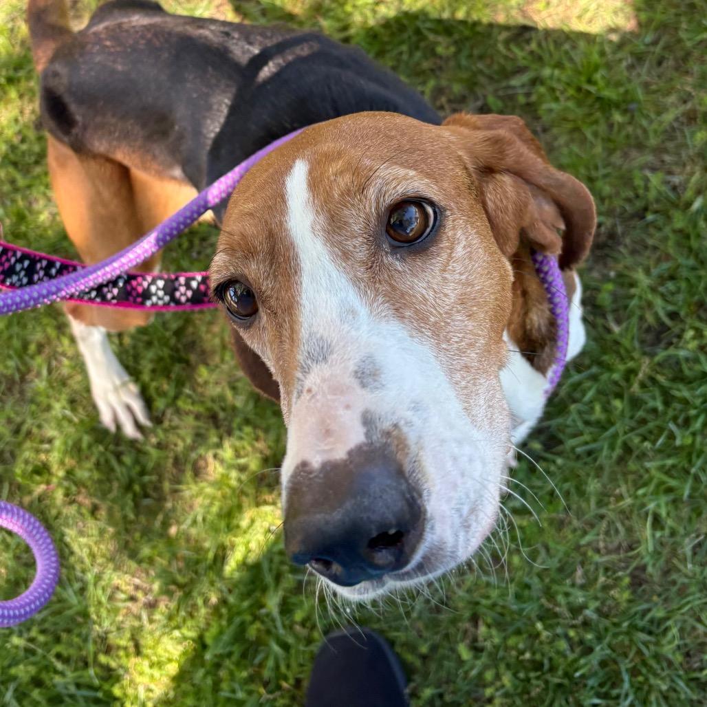 Enlarge Georgia, a Adoptable Mixed Breed in New York, NY image 3/6