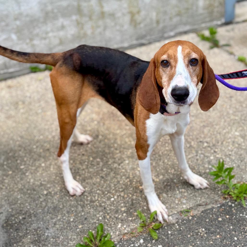 Enlarge Georgia, a Adoptable Mixed Breed in New York, NY image 4/6