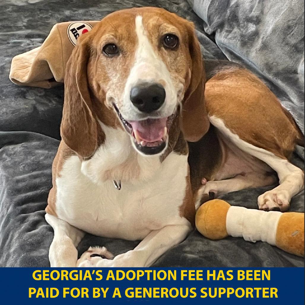 Enlarge Georgia, a Adoptable Mixed Breed in New York, NY image 5/6