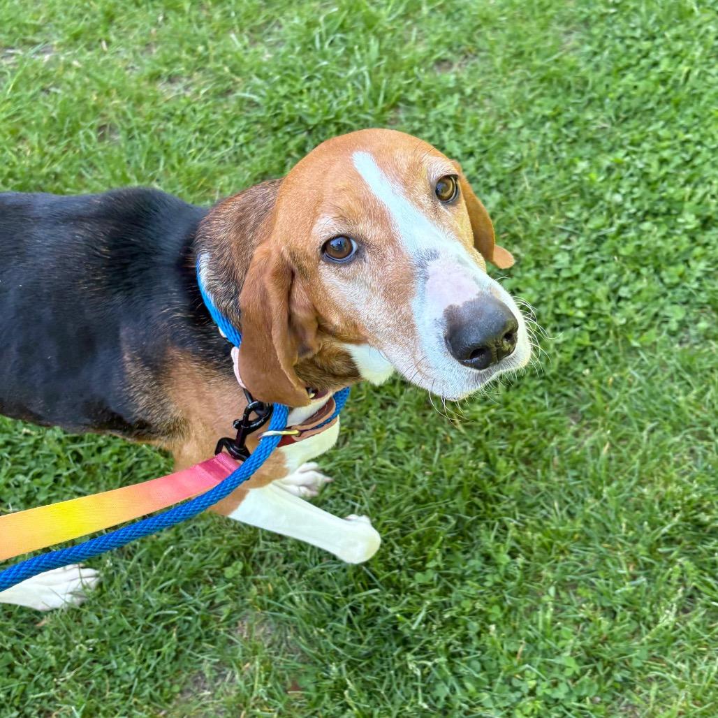 Enlarge Georgia, a Adoptable Mixed Breed in New York, NY image 6/6