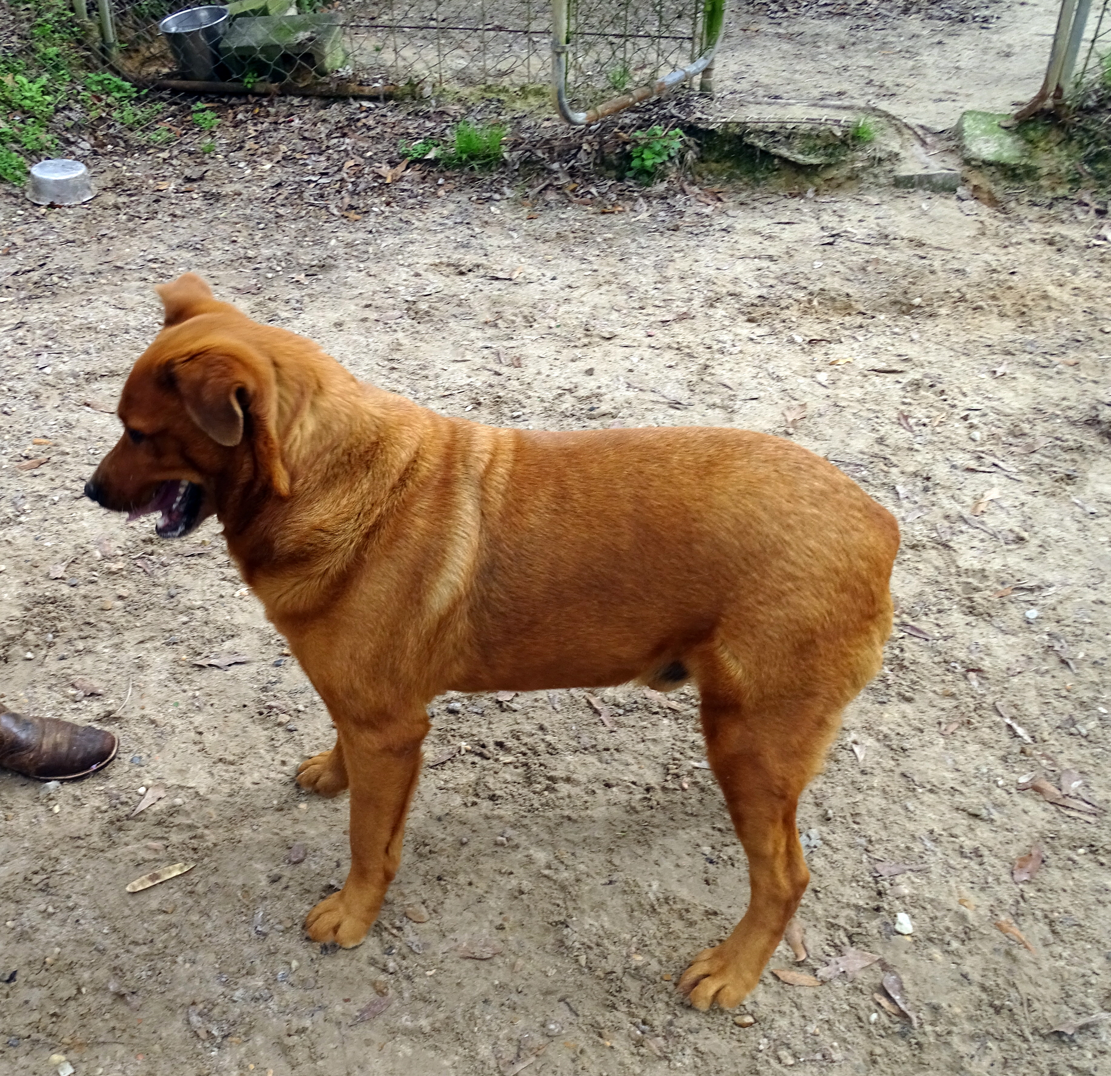 Ranger photo 4