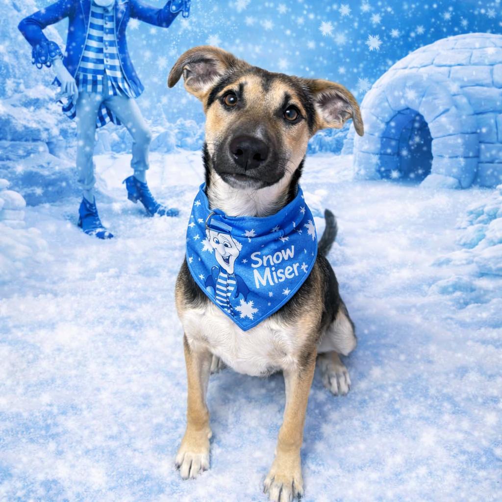 Snow Miser, Adoptable, Puppy Male Shepherd.