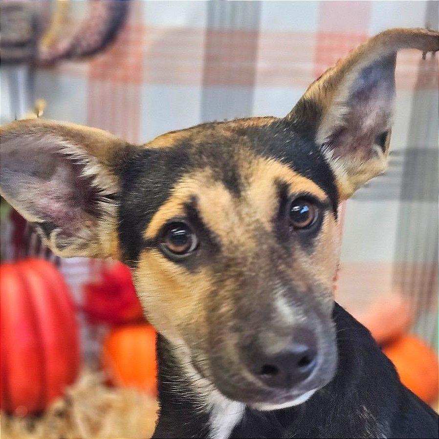 Enlarge Snow Miser, a Adoptable mixed breed in Binghamton, NY image 2/3