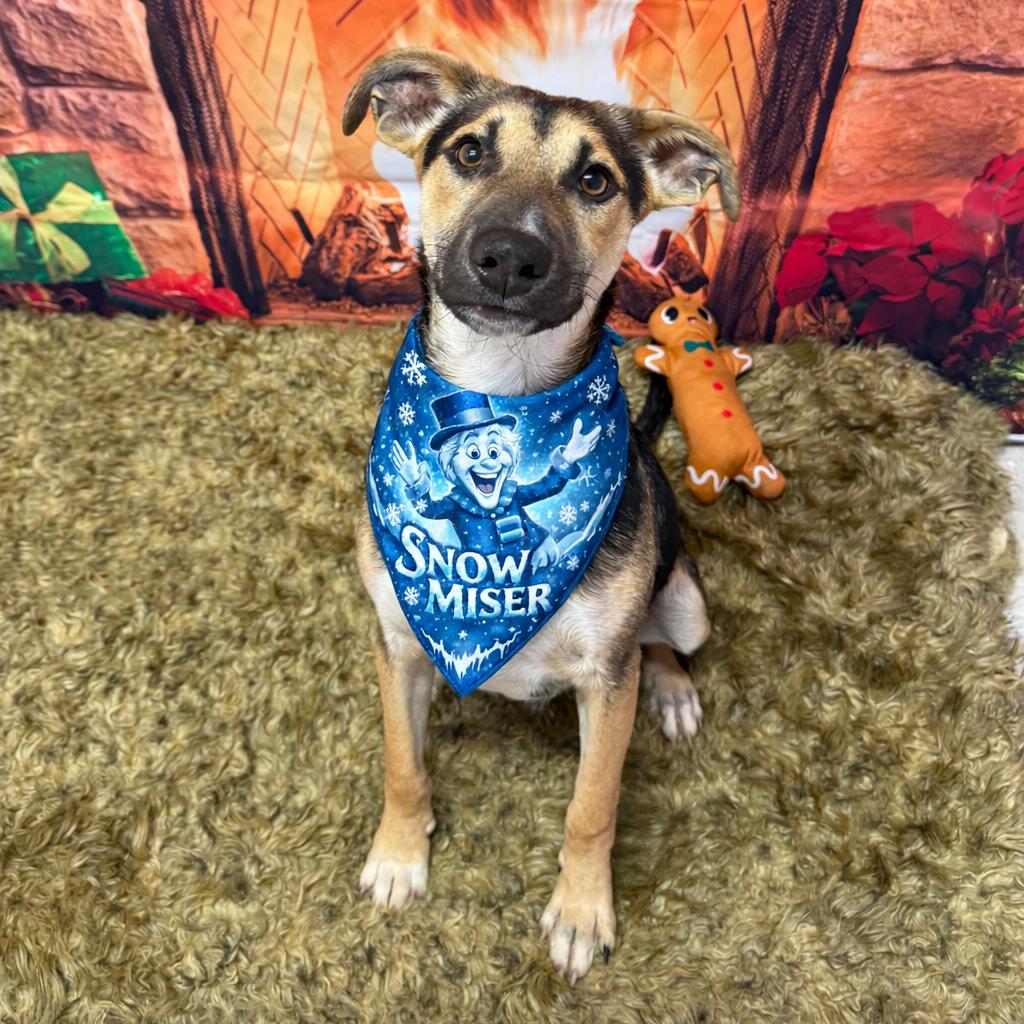 Enlarge Snow Miser, a Adoptable mixed breed in Binghamton, NY image 3/3