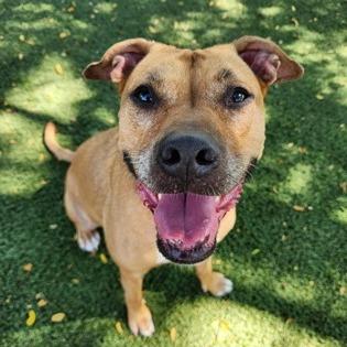 Enlarge Myra, a Adoptable mixed breed in Indianapolis, IN image 1/6