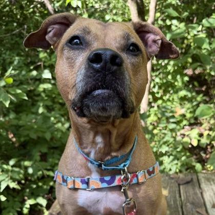 Enlarge Myra, a Adoptable mixed breed in Indianapolis, IN image 2/6