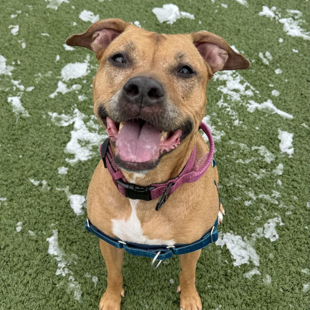 Enlarge Myra, a Adoptable mixed breed in Indianapolis, IN image 3/6