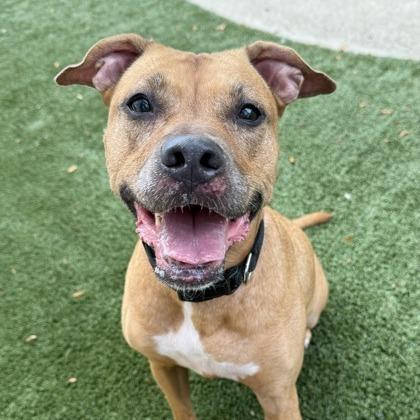 Enlarge Myra, a Adoptable mixed breed in Indianapolis, IN image 5/6