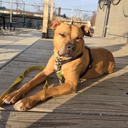 Enlarge Myra, a Adoptable mixed breed in Indianapolis, IN image 6/6