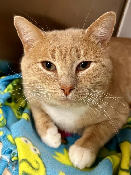 Monkey, Adoptable, Adult Male Domestic Short Hair.