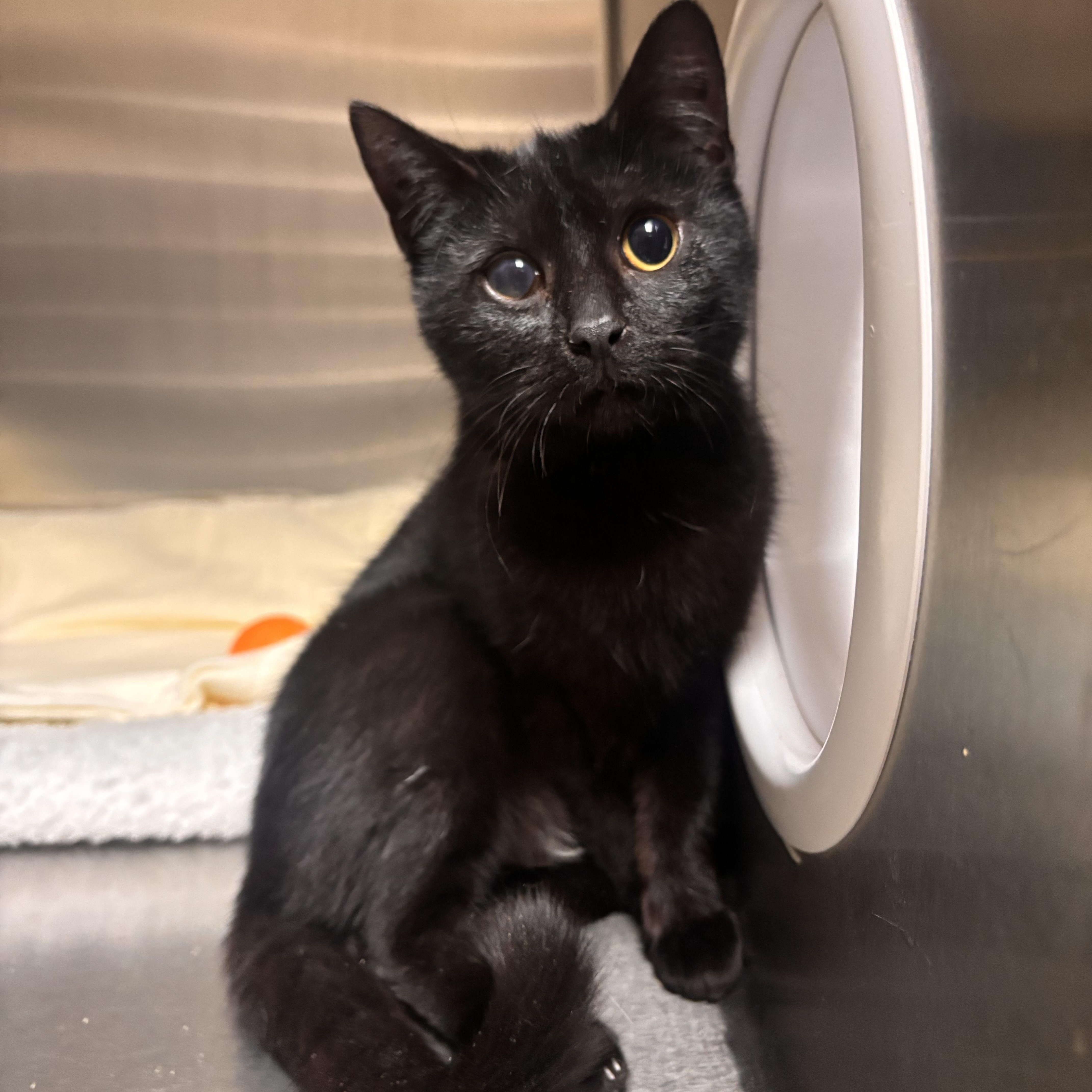 Binx, ADOPTABLE, Kitten Female Domestic Short Hair.