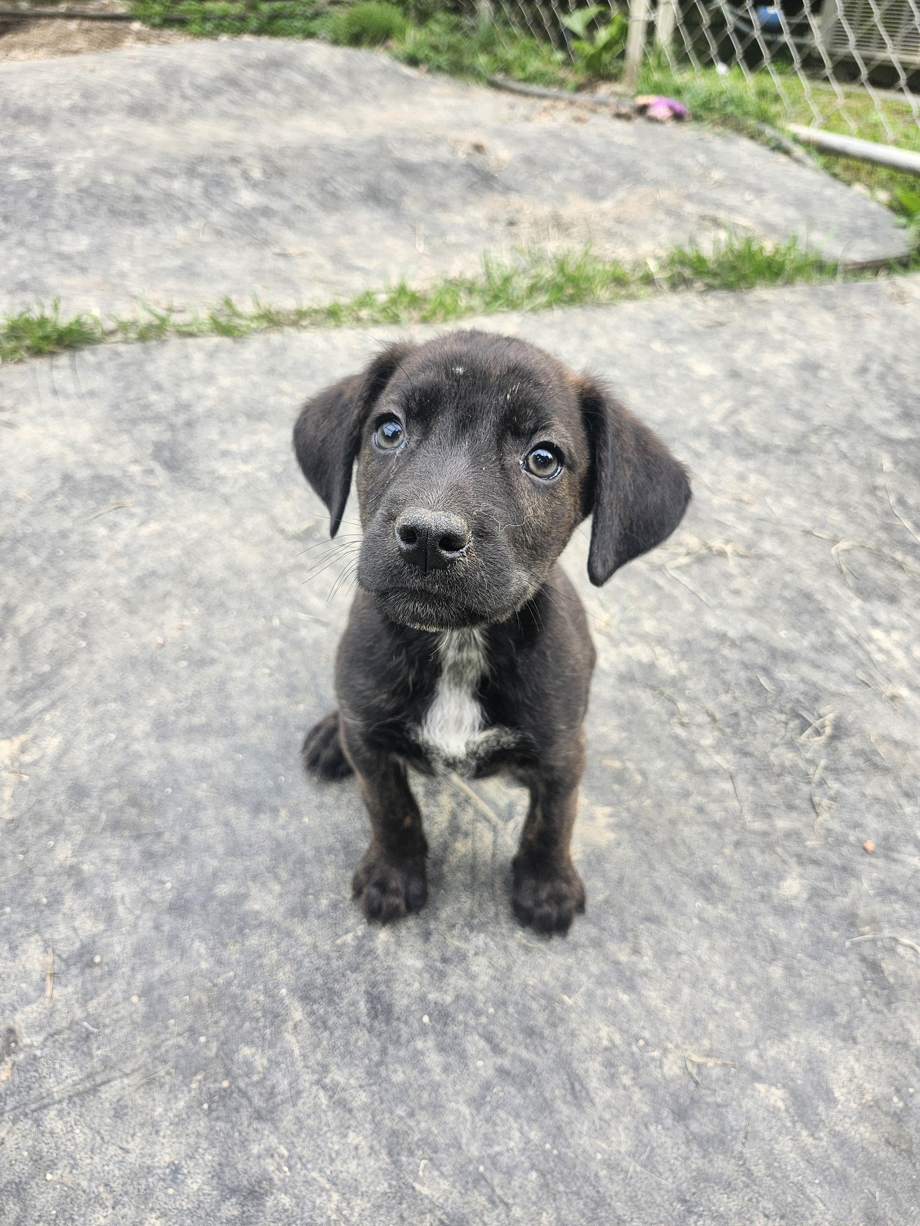 ShoeString, an adopted mixed breed in Cosby, TN image 1/2